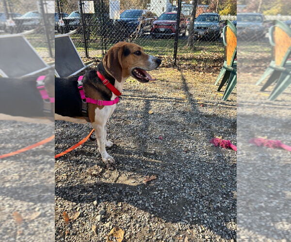 Medium Photo #2 Mutt Puppy For Sale in Elmsford, NY, USA