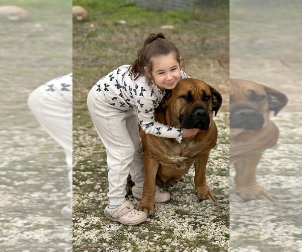Medium Photo #2 Mutt Puppy For Sale in Oak Bluffs, MA, USA