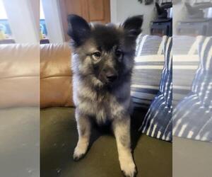 Keeshond Puppy for sale in BLAIRSBURG, IA, USA