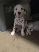 Puppy 3 Dalmatian