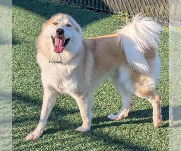 Medium Photo #4 Great Pyrenees-Huskies  Mix Puppy For Sale in McKinney, TX, USA