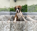 Small Photo #10 Boxer Puppy For Sale in BANNING, CA, USA