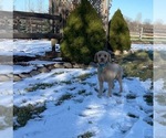 Small Photo #1 Cockapoo Puppy For Sale in MIDDLEBURY, IN, USA