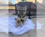 Small Photo #1 French Bulldog Puppy For Sale in NORTH LAS VEGAS, NV, USA