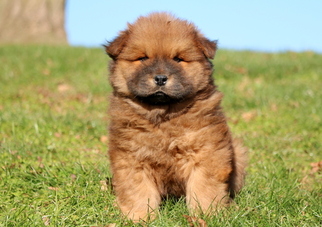 Chow Chow Puppy for sale in MOUNT JOY, PA, USA