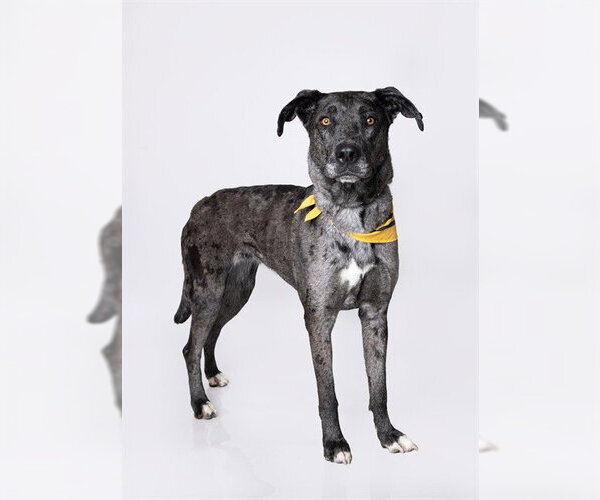 Medium Photo #1 Catahoula Leopard Dog-Great Dane Mix Puppy For Sale in Ogden, UT, USA