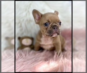 French Bulldog Puppy for sale in OJAI, CA, USA