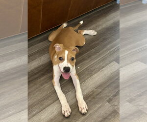 American Staffordshire Terrier-Unknown Mix Dogs for adoption in Holly Springs, NC, USA