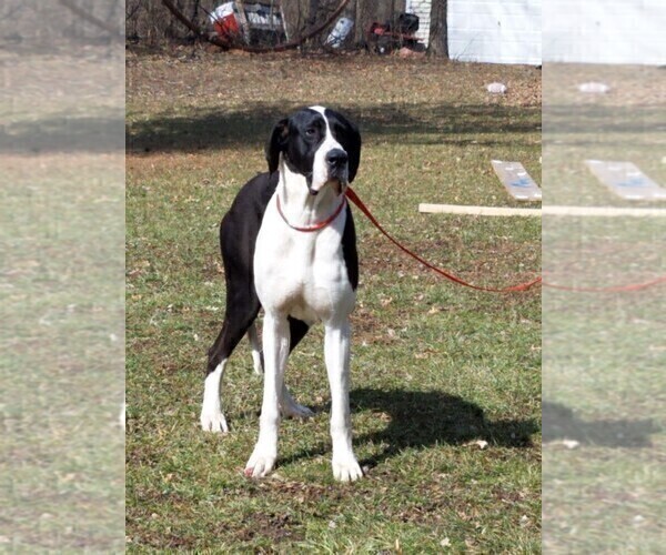 Medium Photo #1 Great Dane Puppy For Sale in ROCKFORD, IL, USA