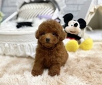 Small Photo #8 Poodle (Toy) Puppy For Sale in CHICAGO, IL, USA