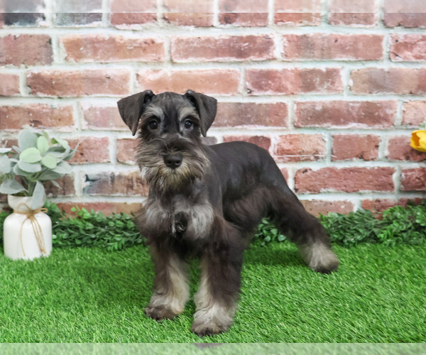 Medium Photo #4 Schnauzer (Miniature) Puppy For Sale in SYRACUSE, IN, USA