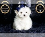 Small #5 Maltese