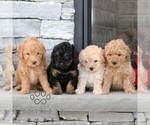 Small Photo #2 Poodle (Miniature) Puppy For Sale in GORDONVILLE, PA, USA