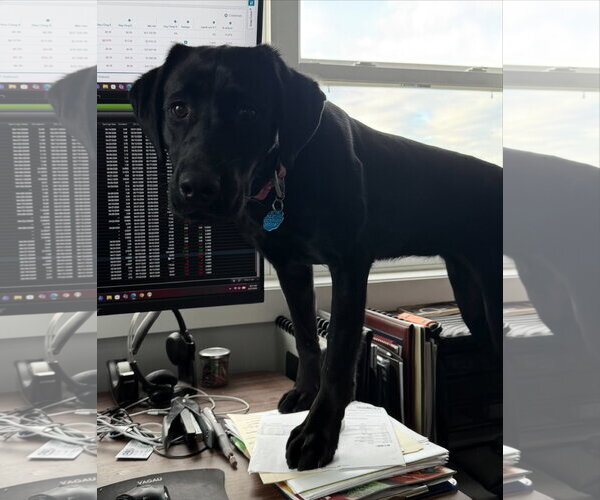 Medium Photo #4 Mutt Puppy For Sale in Farmington, MN, USA