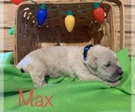 Small Photo #1 English Cream Golden Retriever Puppy For Sale in DEARBORN, MO, USA