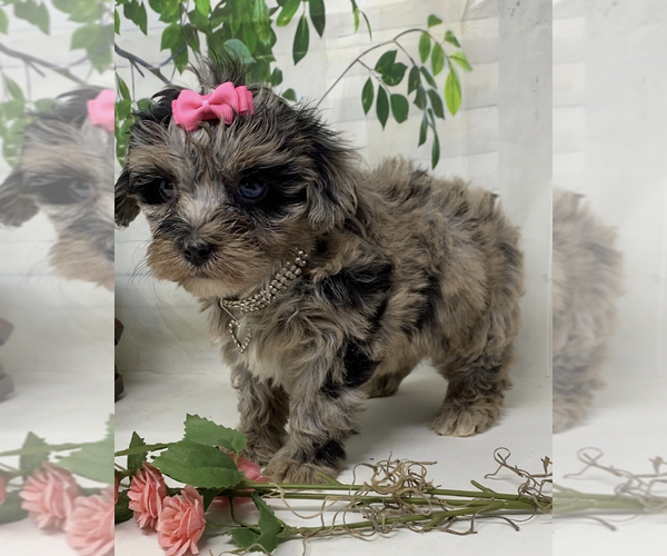 Medium Photo #4 Yorkipoo Puppy For Sale in SELLERSBURG, IN, USA