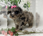 Small #3 Yorkipoo