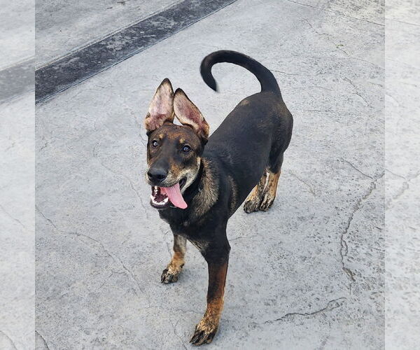 Medium Photo #2 Mutt Puppy For Sale in Fargo, ND, USA