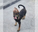 Small #1 Mutt