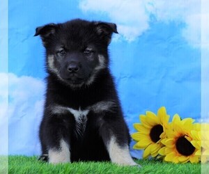 Norwegian Elkhound-Siberian Husky Mix Puppy for sale in FREDERICKSBG, OH, USA