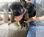Small #4 German Shepherd Dog