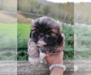 Shih Tzu Puppy for sale in BEREA, KY, USA