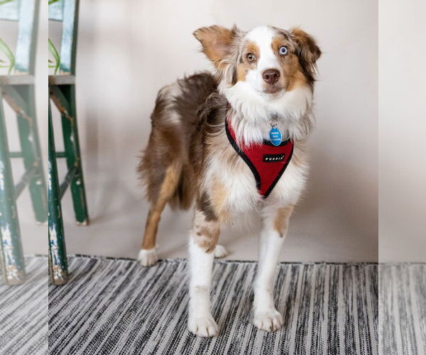 Medium Photo #3 Australian Shepherd Puppy For Sale in St. Louis Park, MN, USA