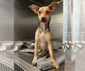 Chihuahua Dogs for adoption in Tavares, FL, USA
