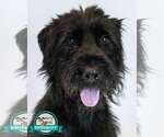 Small Poodle (Standard) Mix