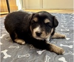 Small #12 Australian Shepherd
