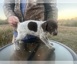 Small #15 German Shorthaired Pointer