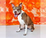 Small #2 American Pit Bull Terrier