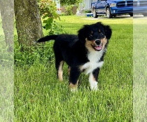 Miniature Australian Shepherd Puppy for sale in GREENFIELD, IN, USA