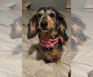 Dachshund Dogs for adoption in Taunton, MA, USA