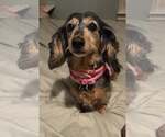 Small Dachshund
