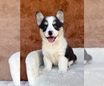 Small #2 Pembroke Welsh Corgi