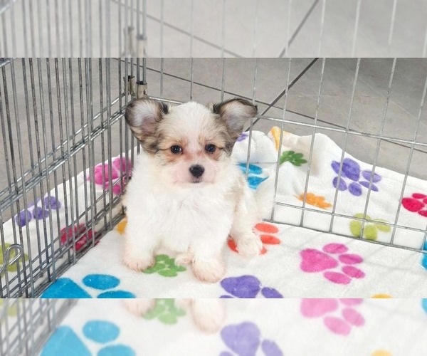 Medium Photo #10 Papitese Puppy For Sale in ORO VALLEY, AZ, USA