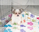 Gus - Male Papitese Puppy for Sale - Photo #10