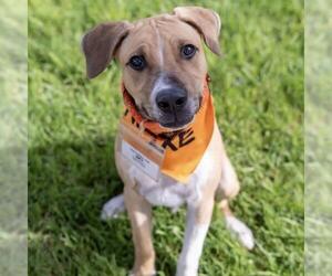 Mutt Dogs for adoption in San Diego, CA, USA