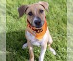 Paw Patrol Pup - Sky - Male Mutt Dog for Adoption - Small photo