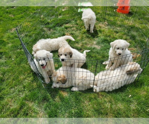 Medium Photo #4 Great Pyrenees Puppy For Sale in HAMILTON, MT, USA