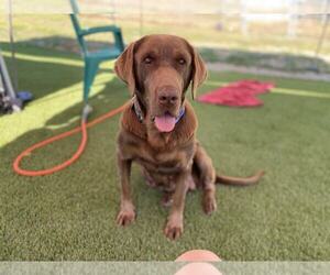 Labrador Retriever Dogs for adoption in Clovis, CA, USA