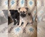 Small Photo #3 Alusky-Dutch Shepherd Dog Mix Puppy For Sale in VINTONDALE, PA, USA