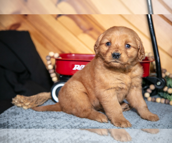 Medium Photo #16 Golden Retriever Puppy For Sale in BALTIC, OH, USA