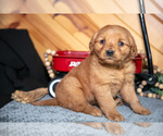 Small #2 Golden Retriever