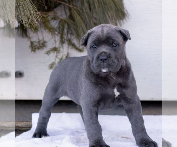 Medium Photo #1 Cane Corso Puppy For Sale in HONEY BROOK, PA, USA