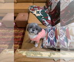 Small #3 Shih Tzu
