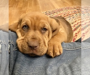 Bloodhound Puppy for sale in COLLINSVILLE, AL, USA