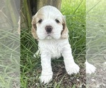 Small Photo #11 Cocker Spaniel Puppy For Sale in ALFORD, FL, USA