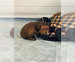 Small #2 Dachshund